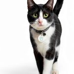Compatible with Closer Pets Cat Flap RFID Key – PETQUALITY 2‑Pack-0